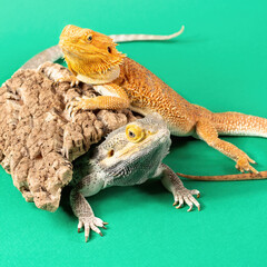 Pair of Bearded Dragons (Agamas) lizards - male (gray) and female (orange). Isolated on green background. Square (1:1) image.
