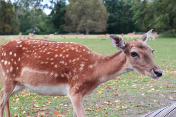 Obraz premium Close up portrait of a female spotted deer