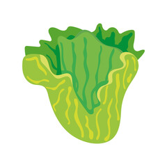 lettuce fresh vegetable