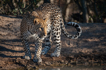 A Leopard seen on a safari in South Africa