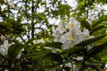 Small white and yellow flower on branch of small bush in park