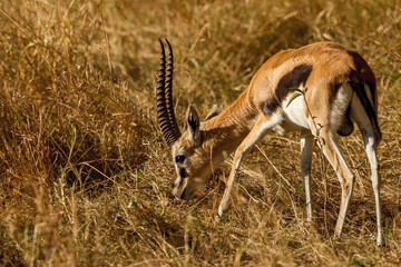 impala in the savannah