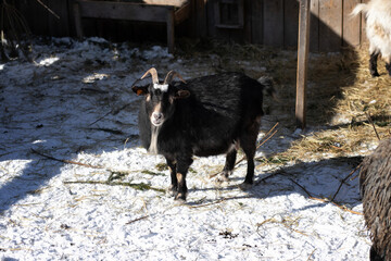 Black goat in the paddock. Black goats on the farm on a frosty winter day