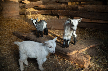 Obraz premium black and cute kid in the barn. Goats in the hay.