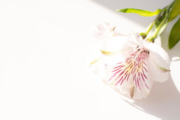 Flowers of alstromeria on a white background. Front view.