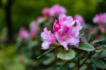 Fototapeta na wymiar Small pink flower on branch of small bush in park