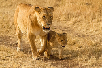 lioness and cubs