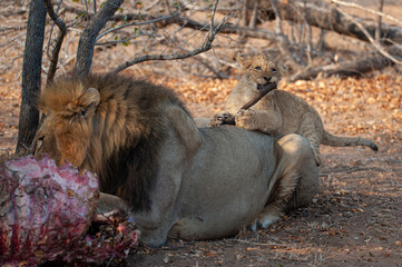 Brave Lion cub harassing it’s father while feeding on a kill, on a safari in South Africa