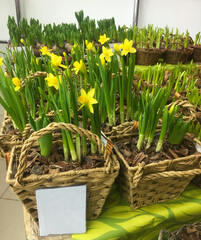 Dnipro, Dnipropetrovsk region, Ukraine, 49000, 04.03.2021. spring flowers, store shelves for  March 8