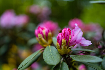 Small pink flower on branch of small bush in park