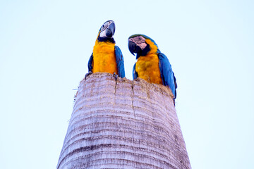 canindé macaws in their homes, top of coconut, natural habitat