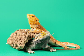 Pair of Bearded Dragons (Agamas) lizards - male (gray) and female (orange). Isolated on green background.