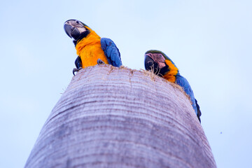 canindé macaws in their homes, top of coconut, natural habitat