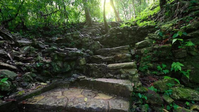 Old stone steps in the jungle in Palenque, Mayan Ruins. Camera pans up the ancient Mayan stairs among the lush jungle vegetation, Mexico