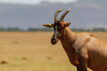 Topi Antelope 
