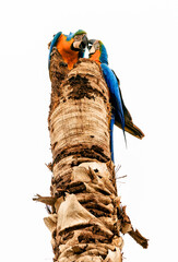 couple of caninde macaws in a coconut tree, their house