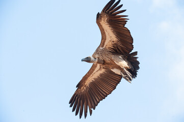 A Vulture seen on a safari in South Africa