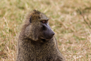 baboon in serengeti