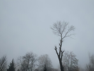 Bare winter trees stand in a dense, heavy fog. Spooky picture on the eve of Halloween. Bottom view, copy space.