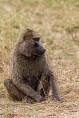 baboon sitting on the ground