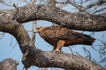 A Tawny Eagle seen on a safari in South Africa