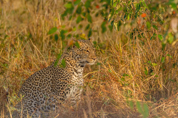 leopard in the grass
