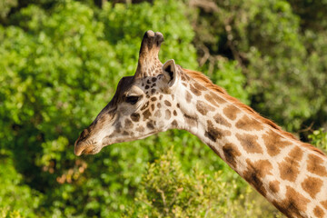 portrait of a giraffe