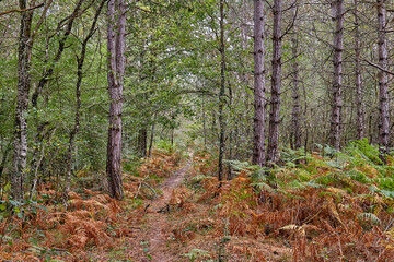 road in the forest, dry leaves of ferns