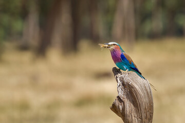 lilac roller on a branch eating a grasshopper