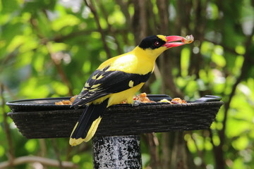 yellow bird on a branch