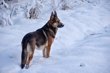 Portrait of german shepherd, outdoor in snow.