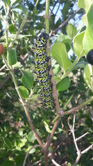 caterpillar on a branch