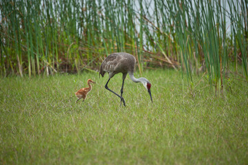 USA, Florida, Sarasota, Myakka River State Park, Adult Sandhill Crane and chick Feeding © Danita Delimont