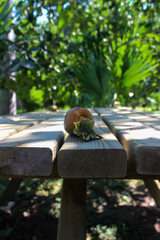 Close up view of an underripe persimmon fruit on a wooden picnic table with green leaves in the background. Selective focus.