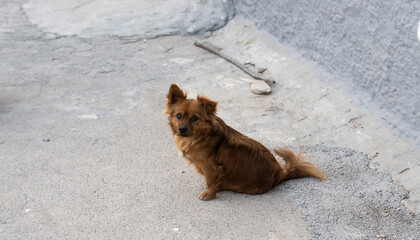 little brown dog on the street