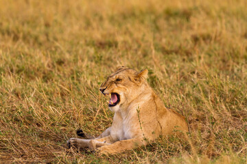 lioness in the grass