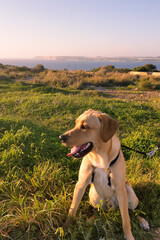 Happy young labrador watching the sunset in Malta