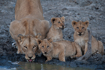 A female Lion and her cubs seen on a safari in South Africa