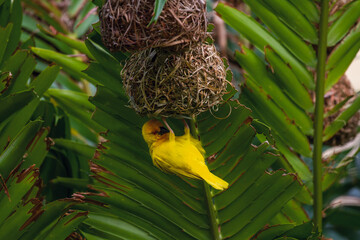 weaverbird nest in a tree