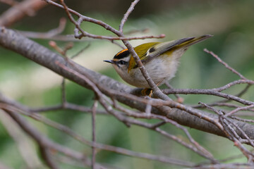 Common Firecrest (Regulus ignicapilla) resting on a branch