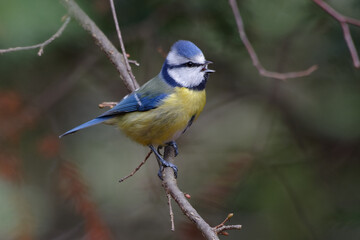 Eurasian Blue Tit (Cyanistes caeruleus)  singing on a branch
