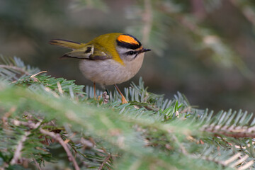 Common Firecrest (Regulus ignicapilla) resting on a branch