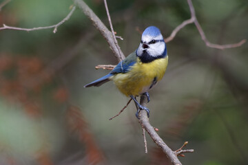 Eurasian Blue Tit (Cyanistes caeruleus)  singing on a branch