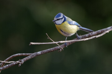 Eurasian Blue Tit (Cyanistes caeruleus) perched on a branch