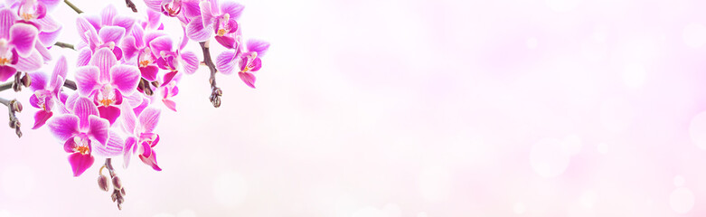 Beautiful floral background. Pink phalaenopsis orchids on a light background