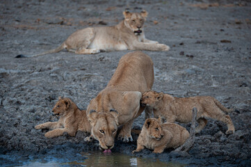 A female Lion and her cubs seen on a safari in South Africa