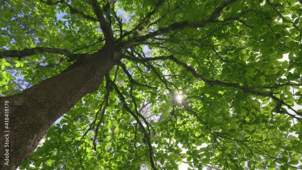 Poster lush green tree in the middle of summer. sun breaks through the foliage of tropical tree, bottom up 