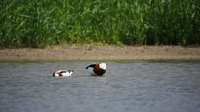 Pair of common shelduck or Tadorna in the water