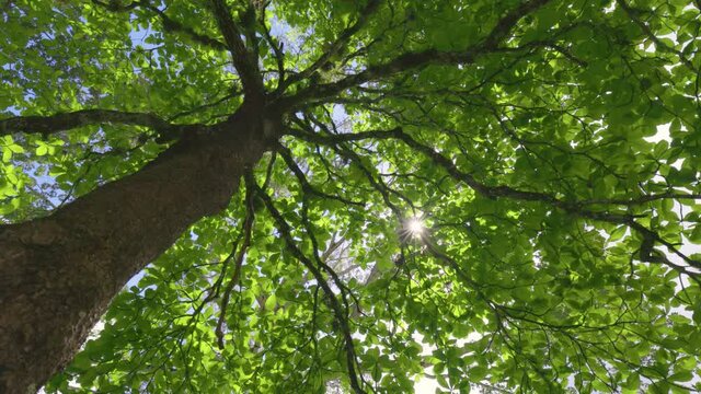 Lush green tree in the middle of summer. Sun breaks through the foliage of tropical tree, bottom up view. Shade on a hot day. Green nature landscape