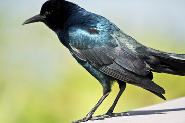 USA, Florida, Sarasota, Celery Fields, Boat-tailed Grackle